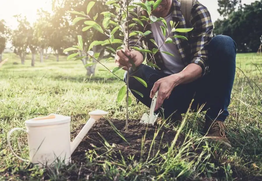 Puude, põõsaste ja taimede istutamine